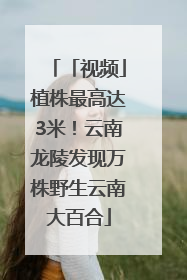 「视频」植株最高达3米！云南龙陵发现万株野生云南大百合
