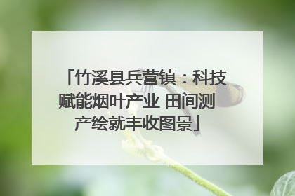 竹溪县兵营镇：科技赋能烟叶产业 田间测产绘就丰收图景