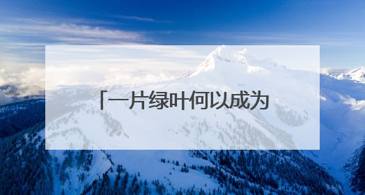 一片绿叶何以成为乡村振兴“金叶”