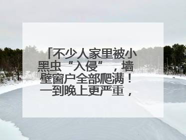 不少人家里被小黑虫“入侵”，墙壁窗户全部爬满！一到晚上更严重，还有一股臭味