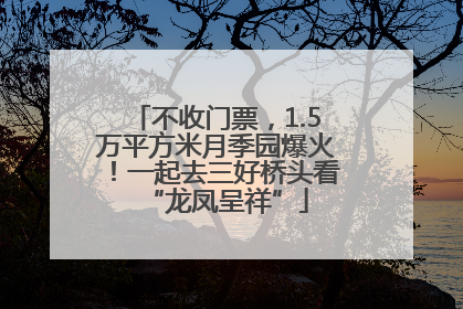 不收门票，1.5万平方米月季园爆火！一起去三好桥头看“龙凤呈祥”