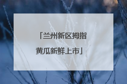 兰州新区拇指黄瓜新鲜上市