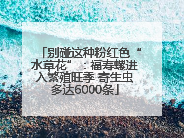 别碰这种粉红色“水草花”：福寿螺进入繁殖旺季 寄生虫多达6000条
