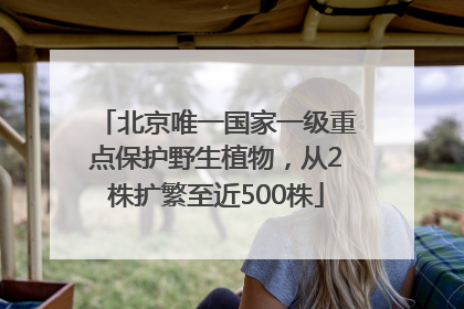 北京唯一国家一级重点保护野生植物，从2株扩繁至近500株