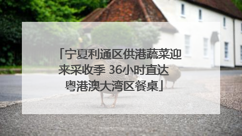 宁夏利通区供港蔬菜迎来采收季 36小时直达粤港澳大湾区餐桌