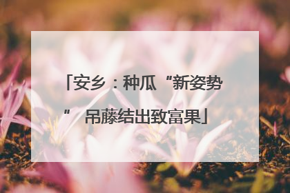 安乡：种瓜“新姿势” 吊藤结出致富果