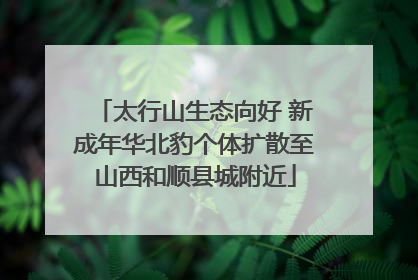 太行山生态向好 新成年华北豹个体扩散至山西和顺县城附近