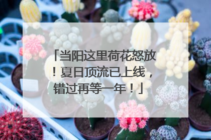 当阳这里荷花怒放！夏日顶流已上线，错过再等一年！