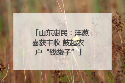 山东惠民：洋葱喜获丰收 鼓起农户“钱袋子”