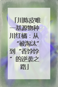 川陈皮唯一基源物种川红橘：从“被淘汰”到“香饽饽”的逆袭之路