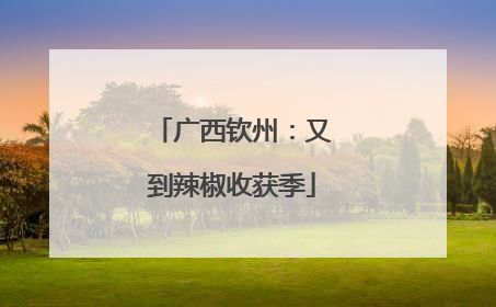 广西钦州：又到辣椒收获季