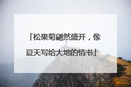 松果菊翩然盛开，像夏天写给大地的情书