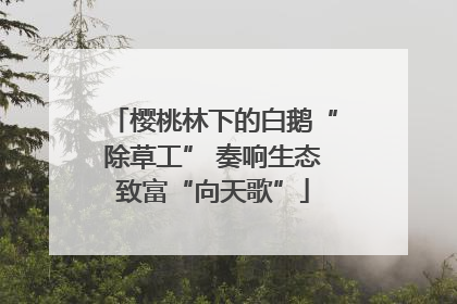 樱桃林下的白鹅“除草工” 奏响生态致富“向天歌”
