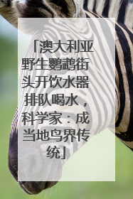 澳大利亚野生鹦鹉街头开饮水器排队喝水，科学家：成当地鸟界传统