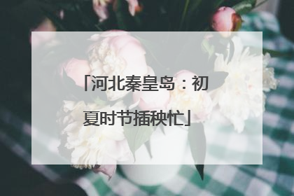 河北秦皇岛：初夏时节插秧忙