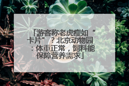 游客称老虎瘦如“卡片”？北京动物园：体重正常，饲料能保障营养需求