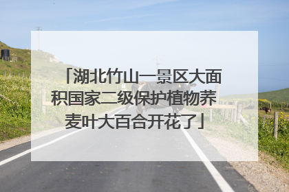 湖北竹山一景区大面积国家二级保护植物荞麦叶大百合开花了