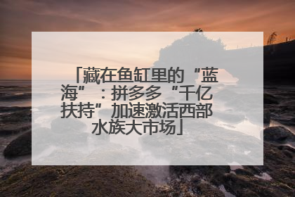 藏在鱼缸里的“蓝海”：拼多多“千亿扶持”加速激活西部水族大市场