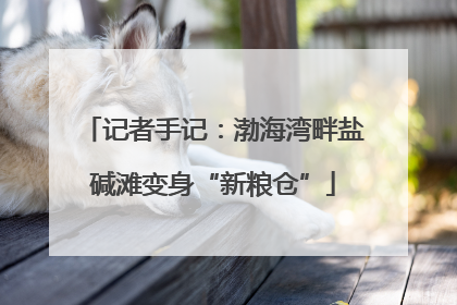 记者手记：渤海湾畔盐碱滩变身“新粮仓”