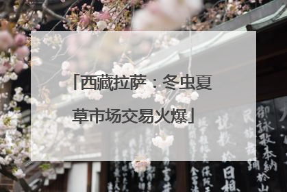 西藏拉萨：冬虫夏草市场交易火爆