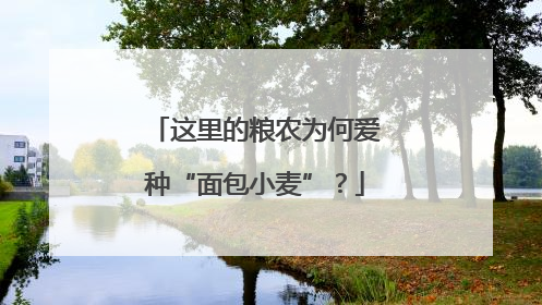 这里的粮农为何爱种“面包小麦”？
