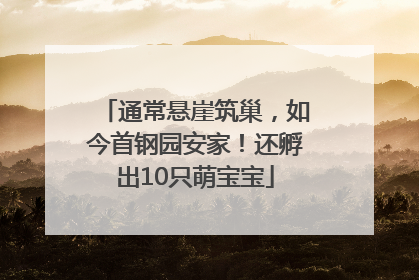 通常悬崖筑巢，如今首钢园安家！还孵出10只萌宝宝