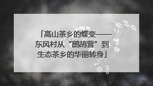 高山茶乡的蝶变——东风村从“鹧鸪营”到生态茶乡的华丽转身