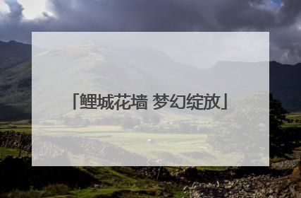 鲤城花墙 梦幻绽放