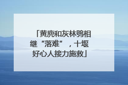黄麂和灰林鸮相继“落难”，十堰好心人接力施救