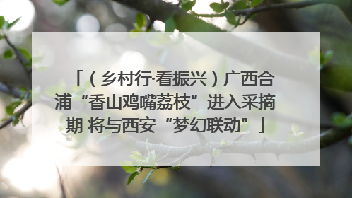 （乡村行·看振兴）广西合浦“香山鸡嘴荔枝”进入采摘期 将与西安“梦幻联动”