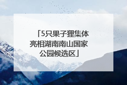 5只果子狸集体亮相湖南南山国家公园候选区